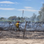 Incendio de parrales en Santa Lucía: investigan si el fuego fue intencional